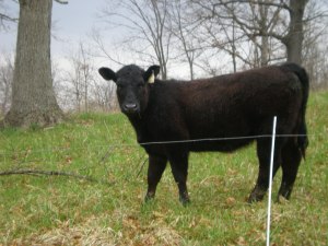 WHICH TYPE OF FENCE?* - HIGH TENSILE ELECTRIC CATTLE HORSE