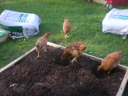 Chickens in an unplanted raised bed