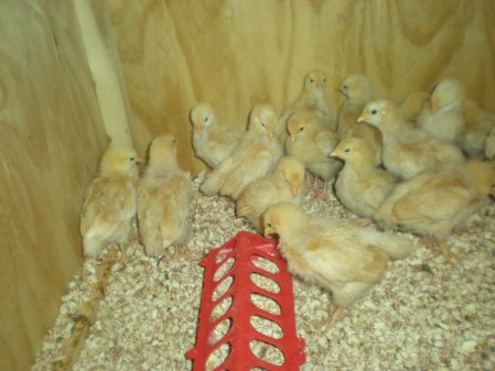 Orpington chicks 2 weeks old
