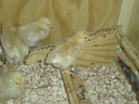 2 week old Orpington chicks roosting