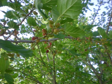 Mulberries