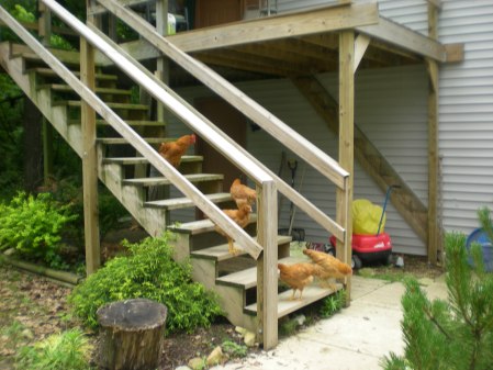 Chickens on the stairs