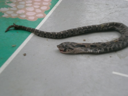 Baby western hognose snake